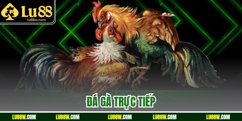 Đá Gà Trực Tiếp Hấp Dẫn Mỗi Ngày Tại Sân Chơi Lu88
