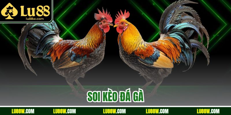 Soi Kèo Đá Gà LU88 | Chuẩn Từng Trận – Siêu Dễ Ăn Tiền